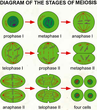 Stages meiosis
